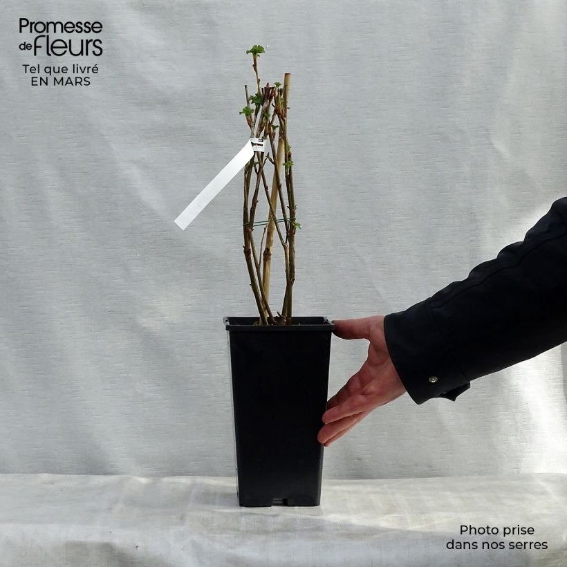 Example of Cassissier Géant de Boskoop Pot de 1,5L/2L as you get in printemps