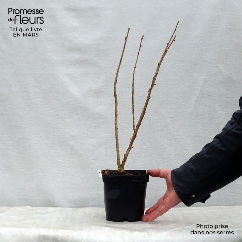 Example of Cassissier Neva  Pot de 2L/3L, Buisson as you get in printemps