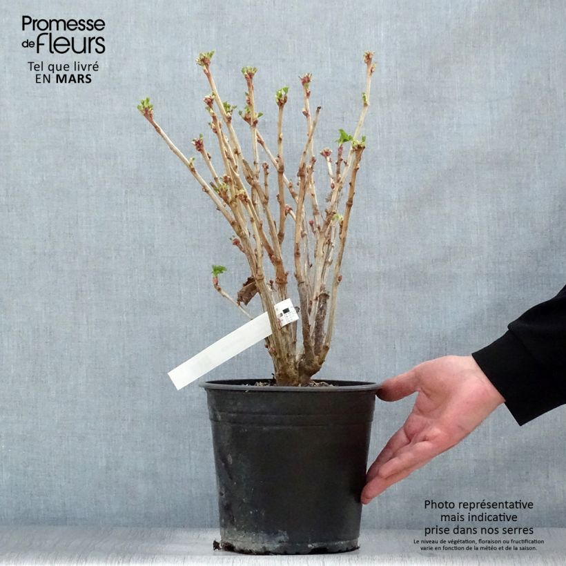 Example of Cassissier Neva  Pot de 4L/5L, Buisson as you get in printemps