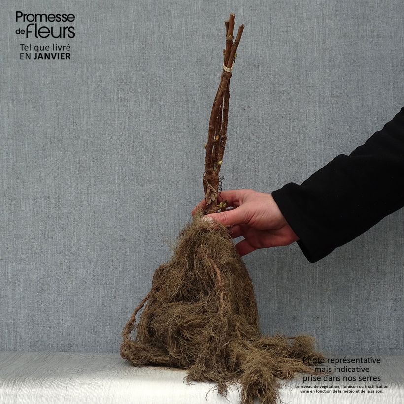 Example of Cassissier Neva  Racines nues, Buisson as you get in hiver