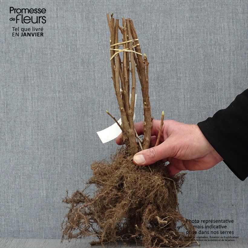 Example of Cassissier Noir de Bourgogne Racines nues, Buisson as you get in hiver