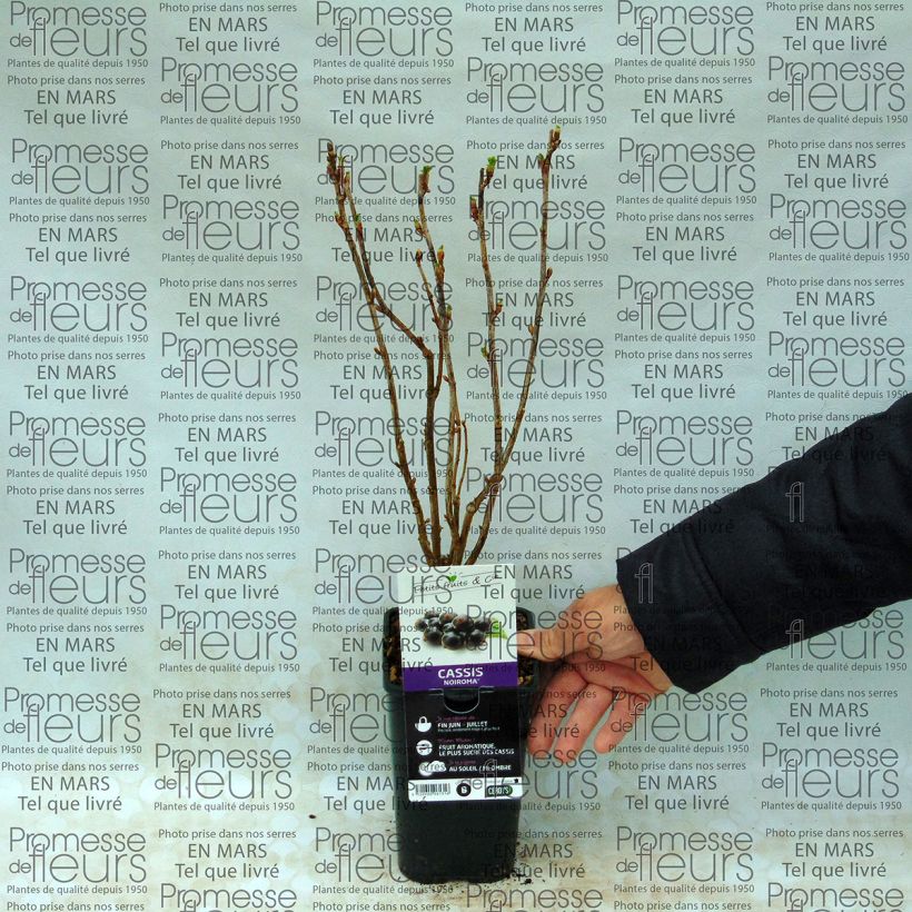 Exemple de spécimen de Cassissier Noiroma Pot de 1L/1,5L, Buisson tel que livré