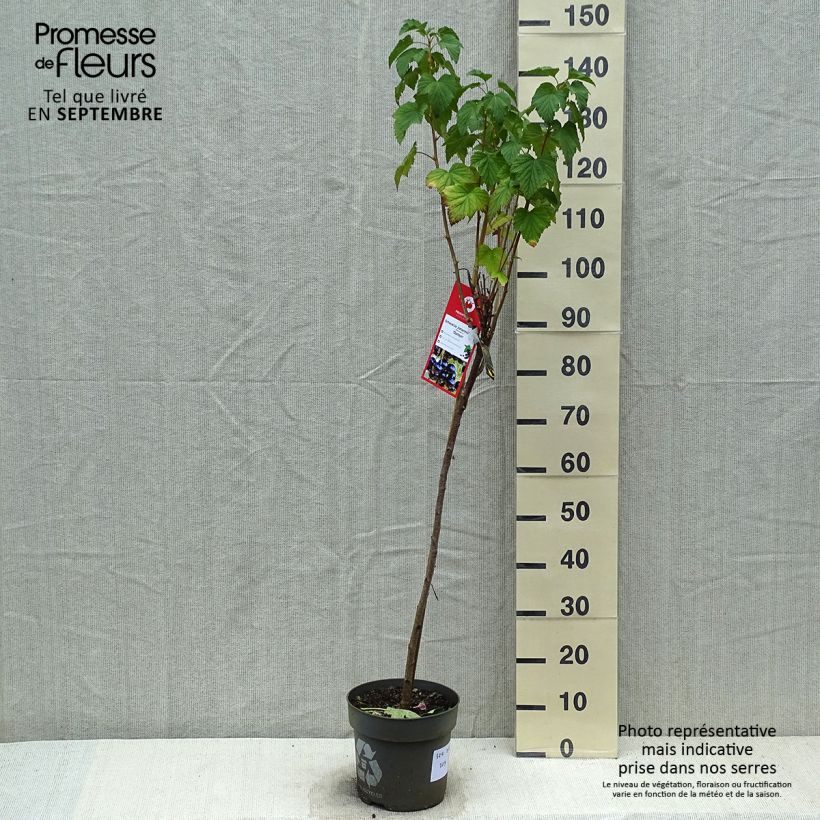 Spécimen de Cassissier Ojebyn - Ribes nigrum Pot de 6L/7L, Tige, Tige de 40 cm tel que livré en automne