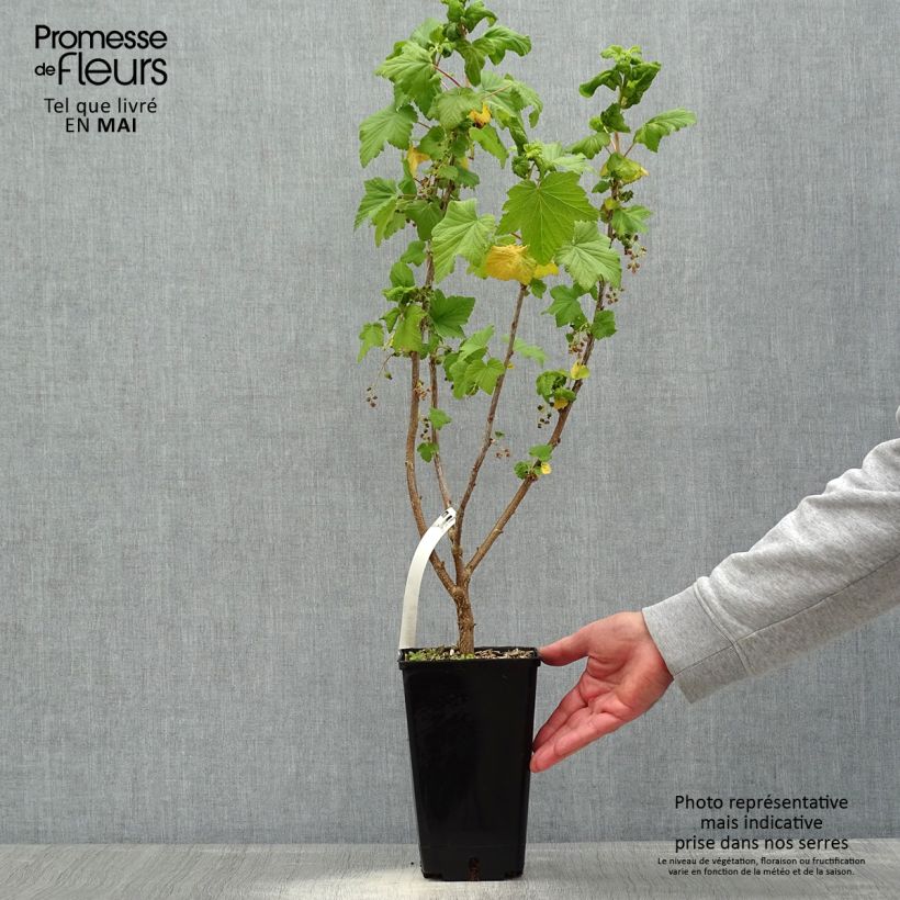 Example of Cassissier Troll - Ribes nigrum Pot de 2L/3L, Buisson as you get in printemps