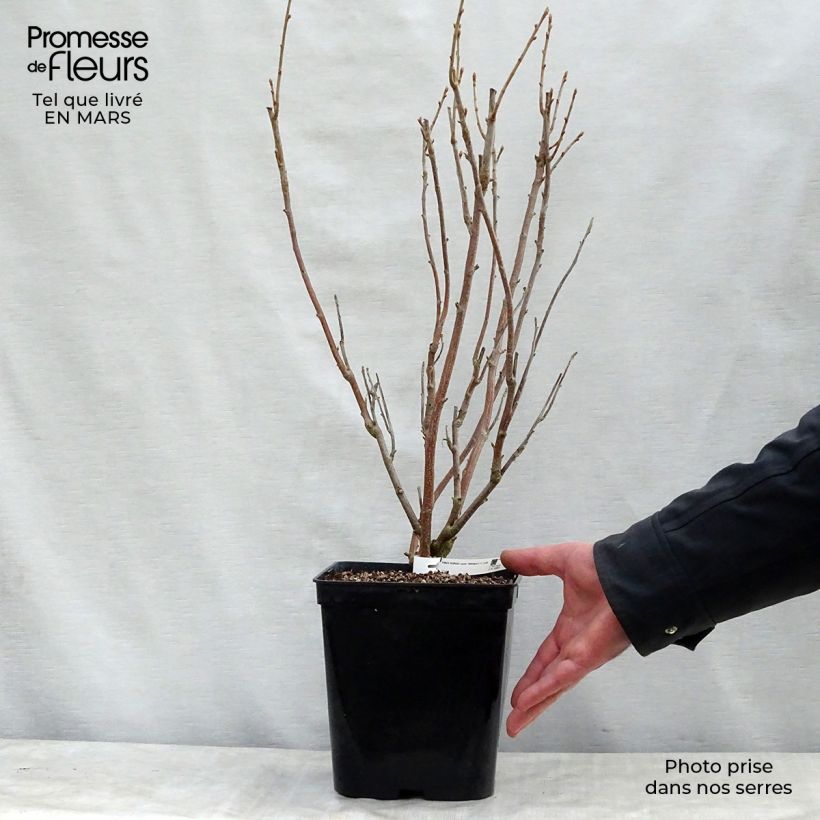 Spécimen de Cassissier Wellington Pot de 1,5L/2L, Buisson tel que livré au printemps