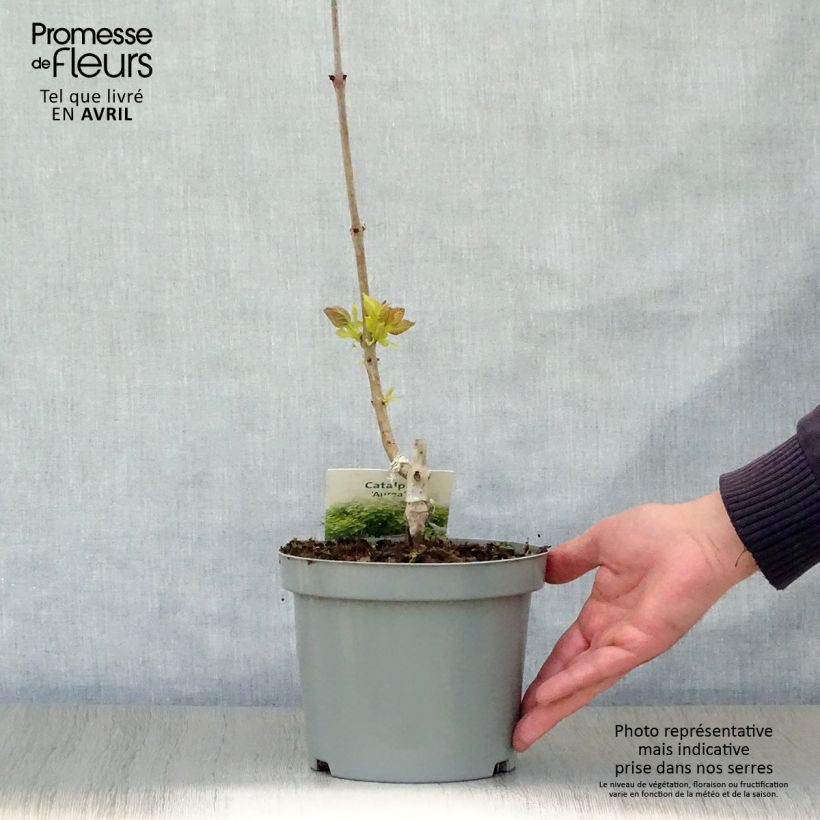 Spécimen de Catalpa bignonioides Aurea - Catalpa doré Pot de 2L/3L tel que livré au printemps