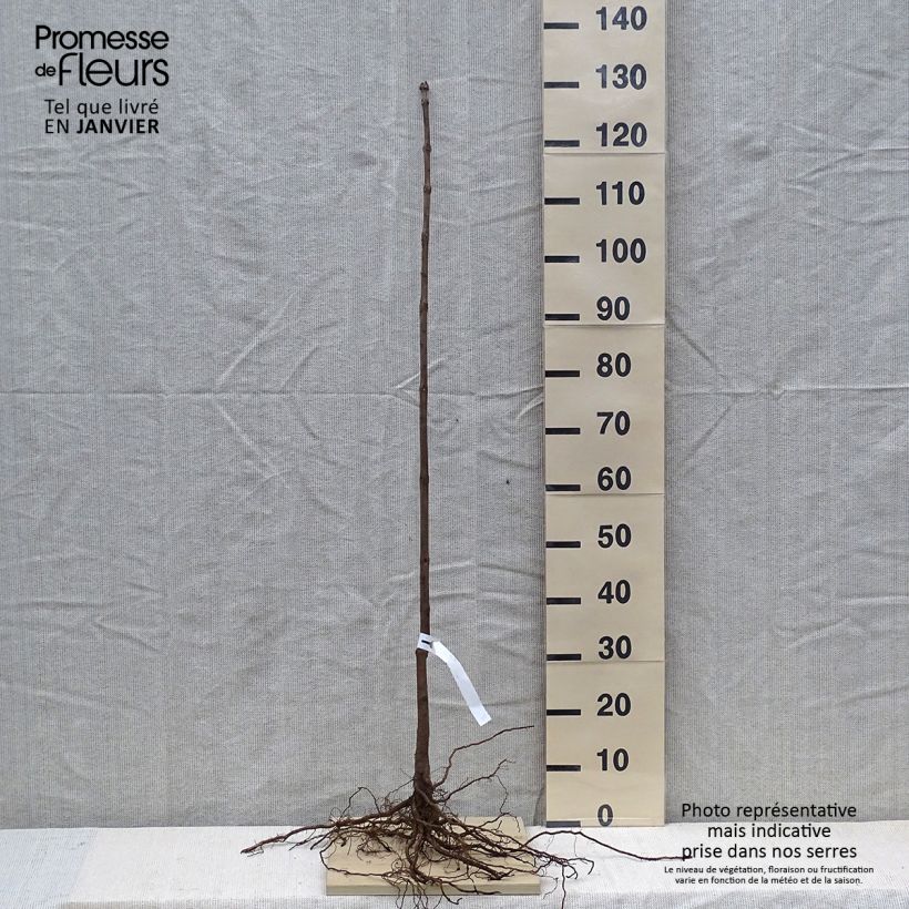 Spécimen de Catalpa bignonioides - Catalpa commun Racines nues tel que livré en hiver