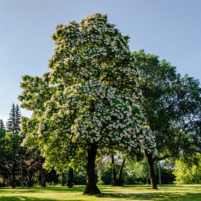 Catalpa bignonioides - Catalpa commun (Port)
