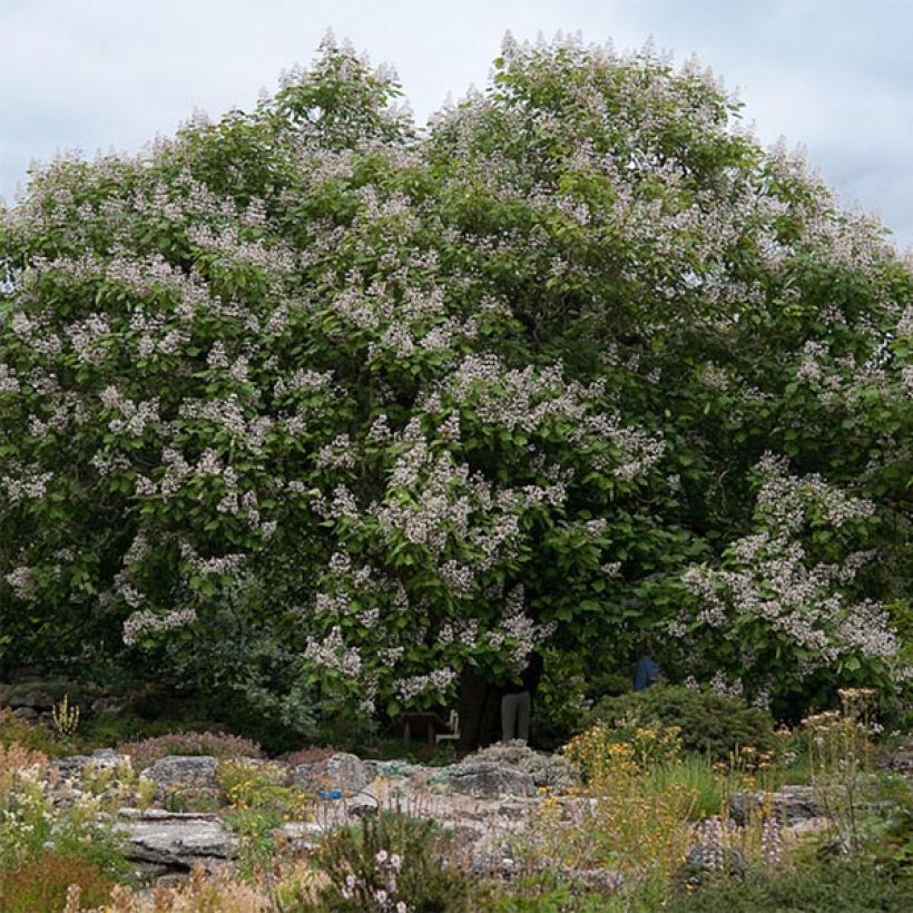 Catalpa erubescens Purpurea - Catalpa pourpre (Plant habit)