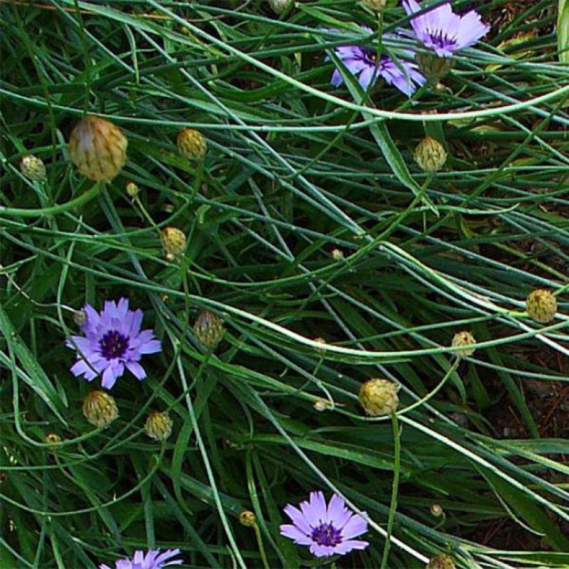 Catananche caerulea - Cupidone (Foliage)