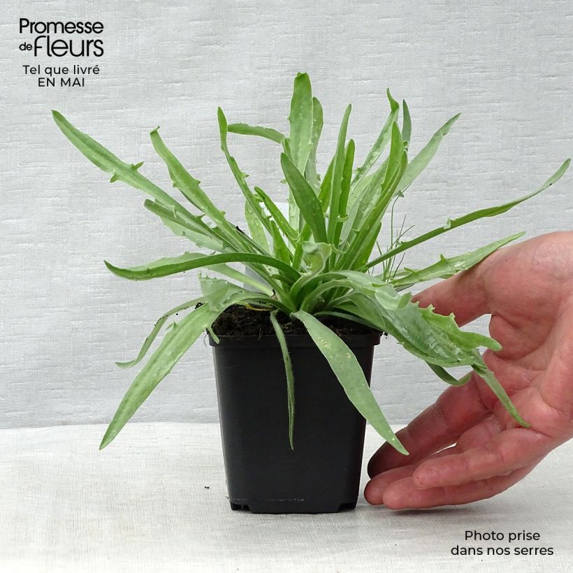 Spécimen de Catananche caerulea Alba - Cupidone blanche Godet de 8/9 cm tel que livré au printemps