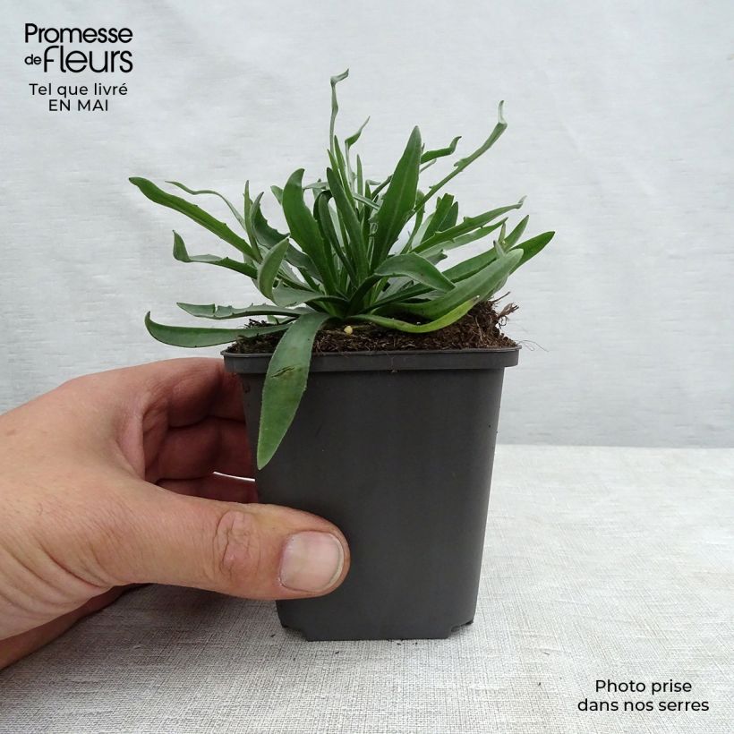 Example of Catananche caerulea - Cupidone Godet de 7/8 cm as you get in printemps