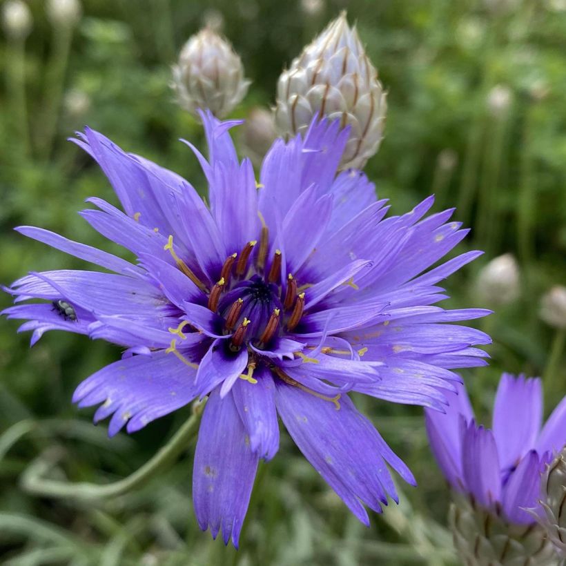 Catananche caerulea - Cupidone (Flowering)