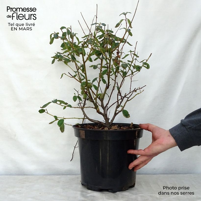 Example of Ceanothe Gloire de Versailles - Ceanothus delilianus Pot de 7,5L/10L as you get in printemps