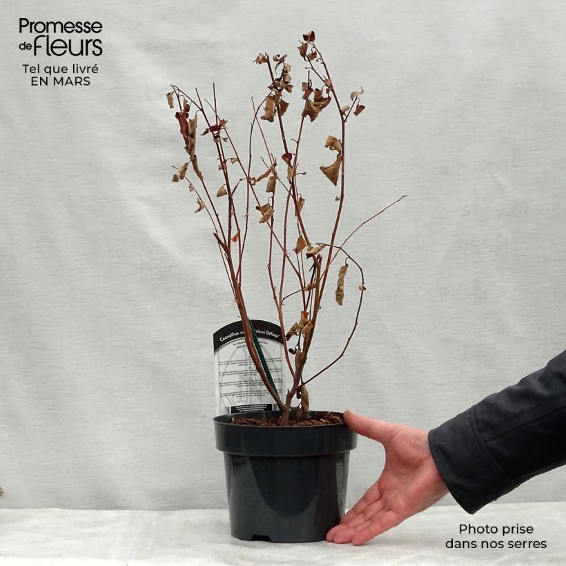 Spécimen de Céanothe Henri Desfossé - Lilas de Californie Pot de 2L/3L tel que livré au printemps