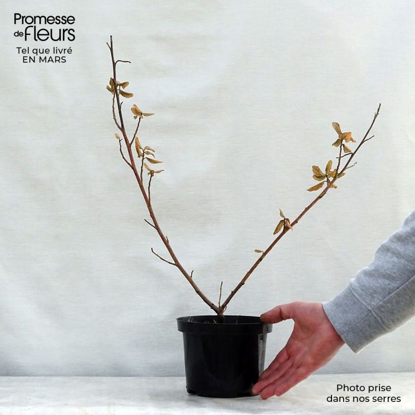 Spécimen de Céanothe arboreus Trewithen Blue Pot de 2L/3L tel que livré au printemps