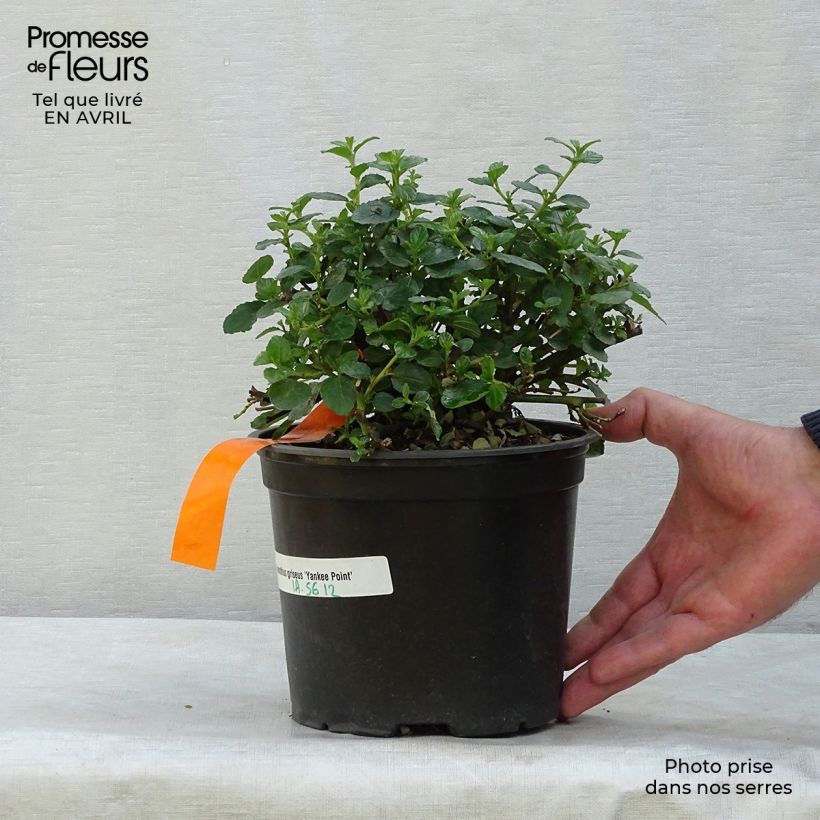 Example of Céanothe griseus Yankee Point - Lilas de Californie  Pot de 2L/3L as you get in printemps