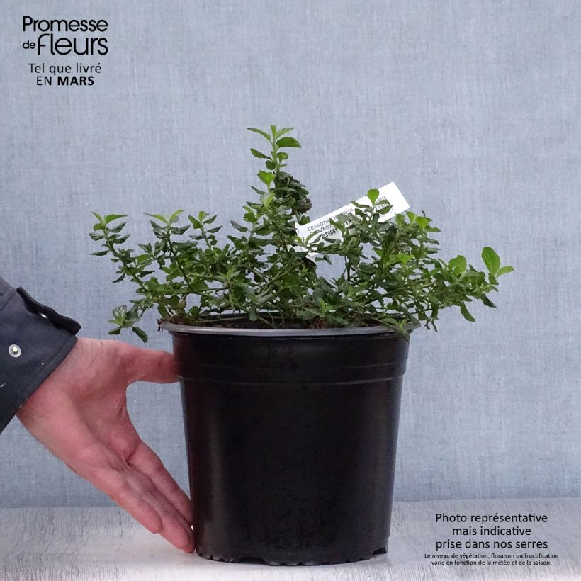 Example of Céanothe prostratus - Céanothe prostré Pot de 4L/5L as you get in printemps