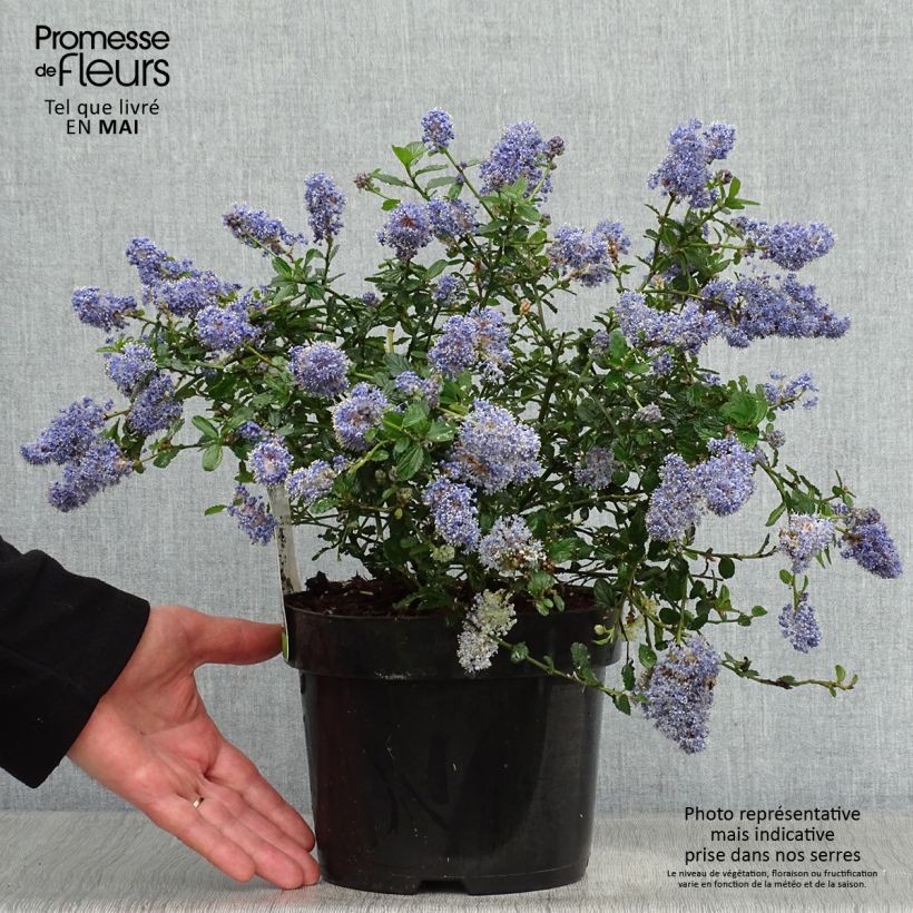 Example of Ceanothus thyrsiflorus repens - Lilas de Californie Pot de 2L/3L as you get in printemps