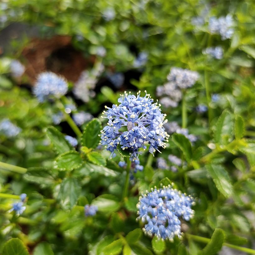 Céanothe (x) Blue Mound (Floraison)