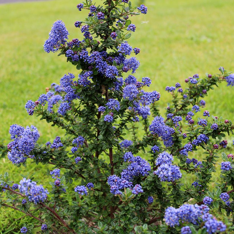 Ceanothus Dark Star - Lilas de Santa Barbara (Port)