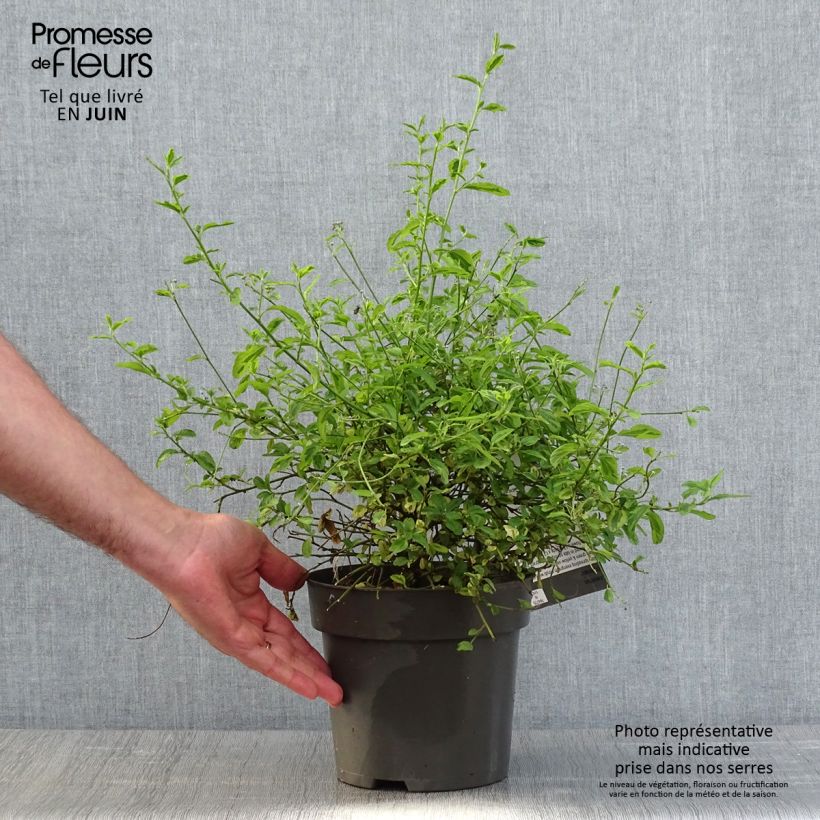 Example of Ceanothus El Dorado - Lilas de Californie Pot de 2L/3L as you get in printemps