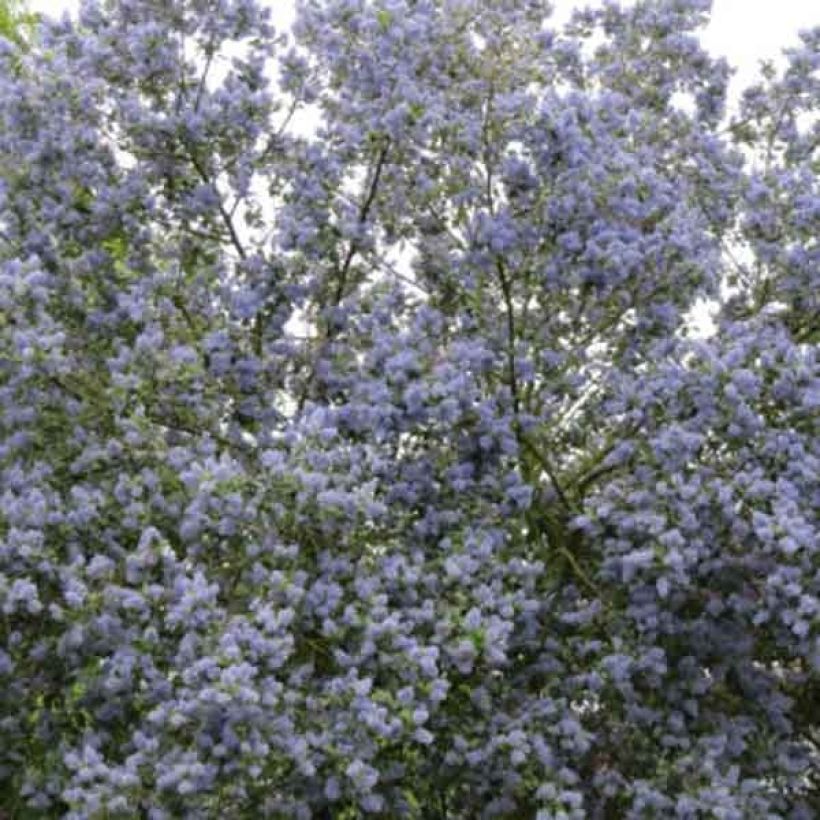 Céanothe arboreus Trewithen Blue (Port)