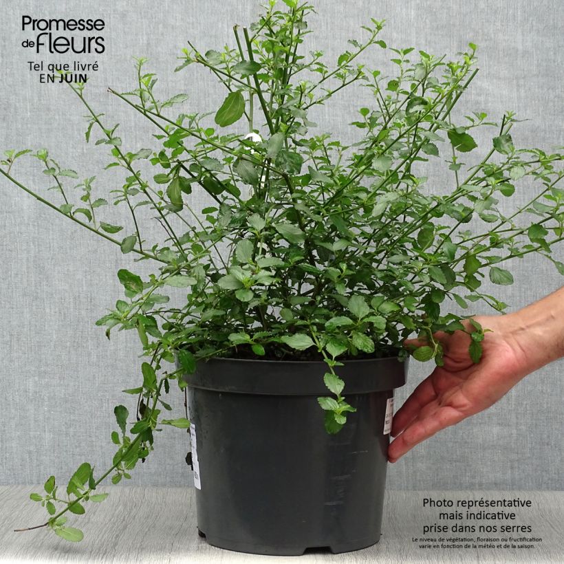 Spécimen de Ceanothus thyrsiflorus repens - Lilas de Californie Pot de 7,5L/10L tel que livré en été
