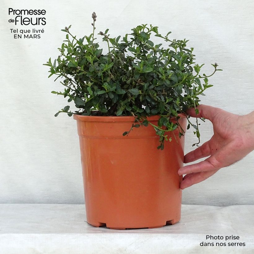 Example of Ceanothus thyrsiflorus repens - Lilas de Californie Pot de 7,5L/10L as you get in printemps