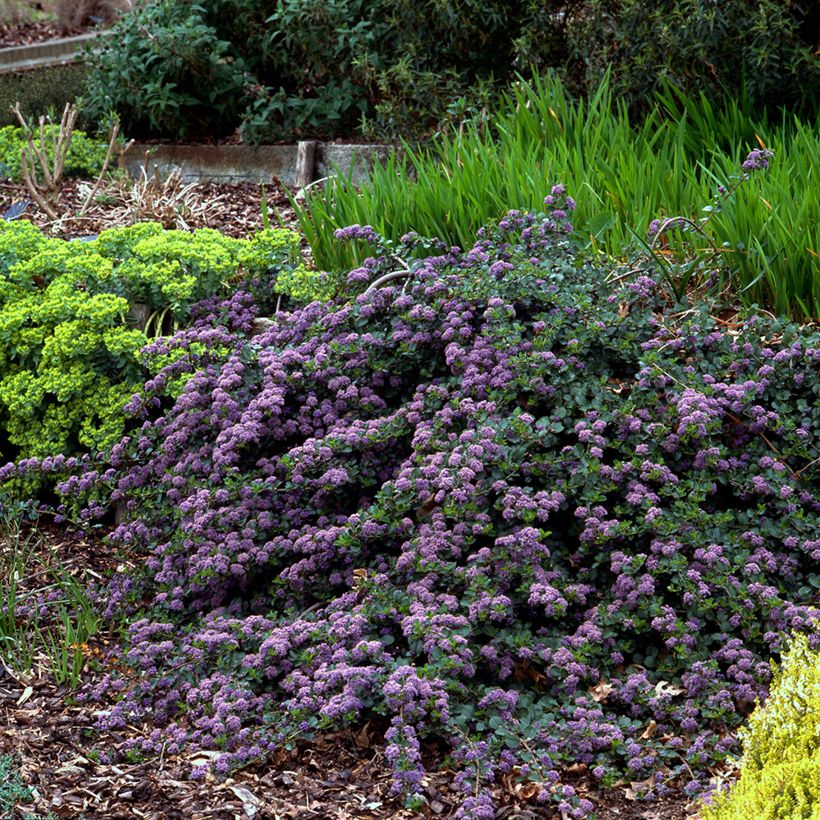 Ceanothus thyrsiflorus repens - Lilas de Californie (Plant habit)