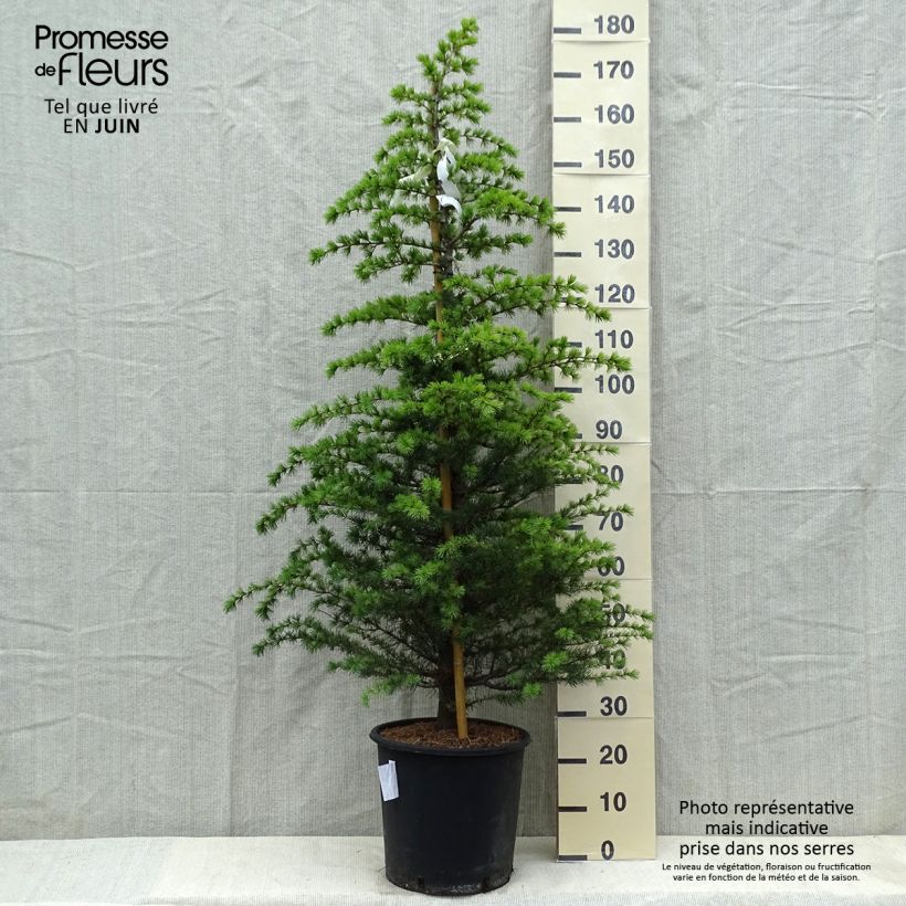 Example of Cèdre bleu de l'Atlas - Cedrus libani Atlantica Glauca Pot de 7,5L/10L as you get in printemps