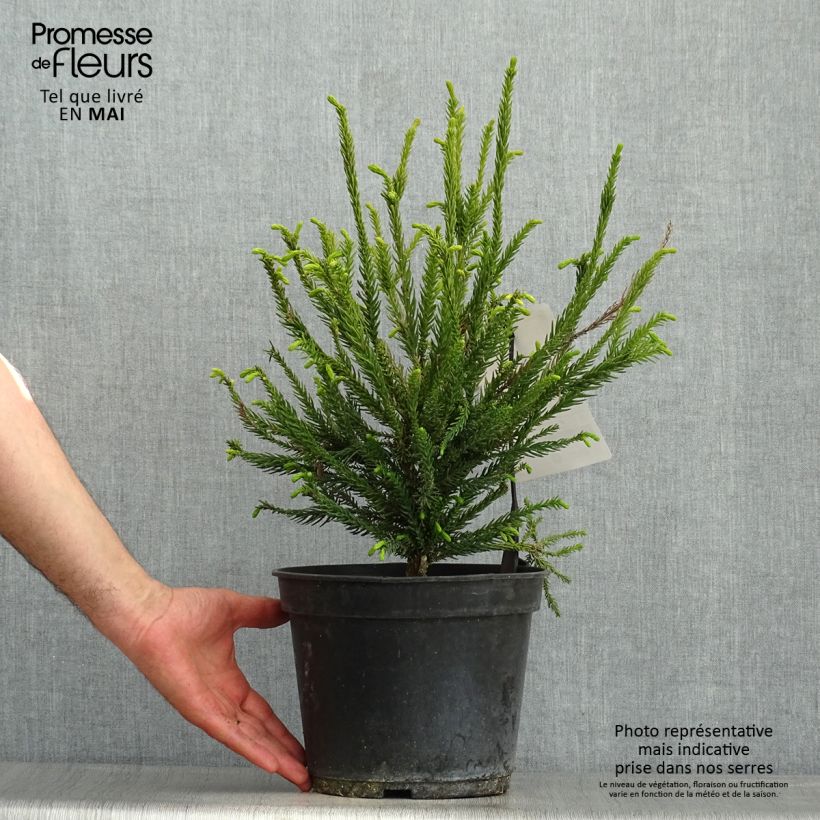 Spécimen de Cryptomeria japonica Araucarioides - Cèdre du Japon  Pot de 4L/5L tel que livré au printemps