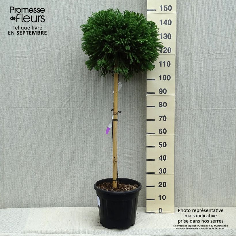Spécimen de Cryptomeria japonica Globosa Nana - Cèdre du Japon  Pot de 12L/15L, Tige, Tige de 80 cm tel que livré en été