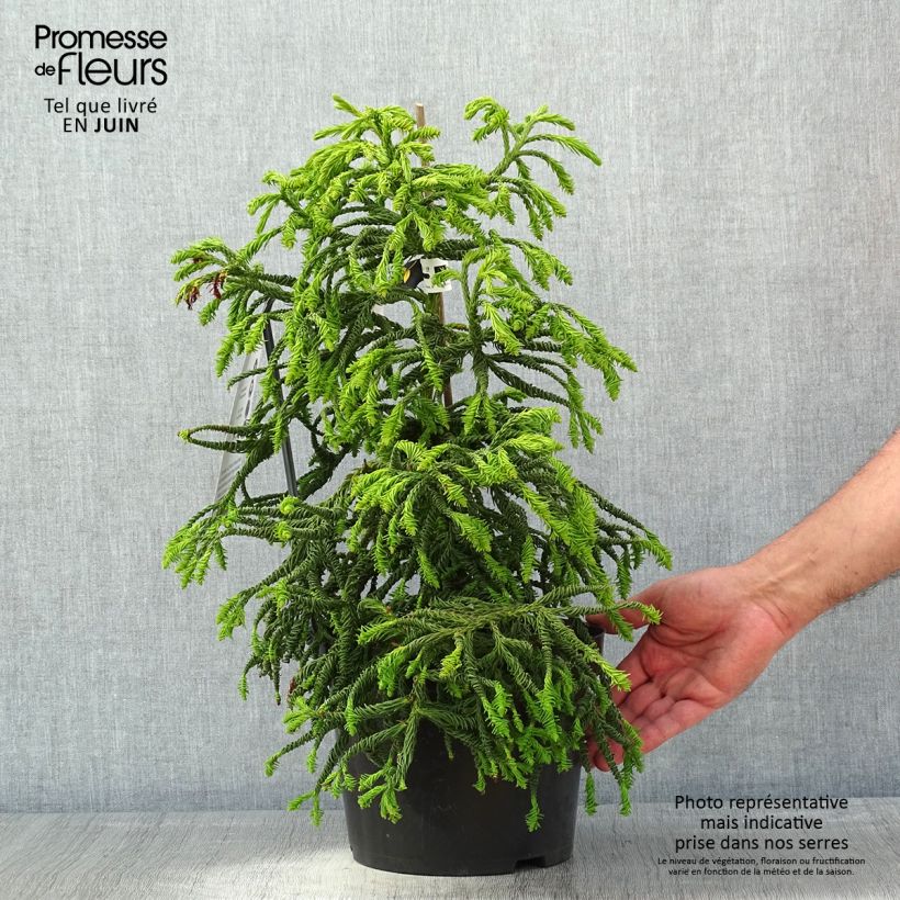 Example of Cryptomeria japonica Spiralis - Cèdre du Japon Pot de 4L/5L as you get in printemps