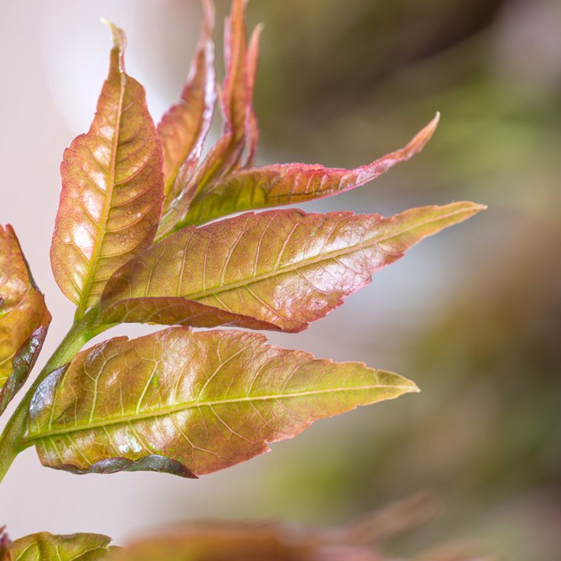 Toona sinensis - Acajou de Chine (Foliage)