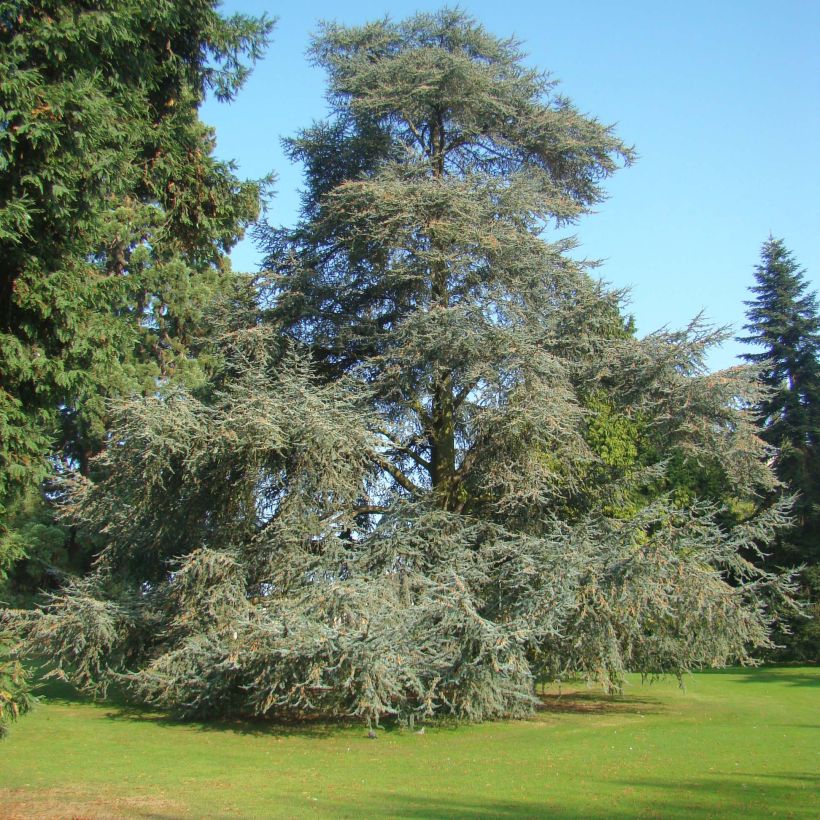 Cèdre bleu de l'Atlas - Cedrus libani Atlantica Glauca (Plant habit)