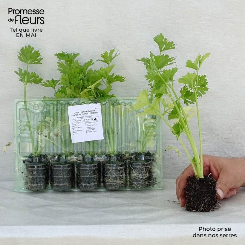 Spécimen de Céleri branche Golden Spartan en mottes potagères Motte 4 cm x 4,5 cm tel que livré au printemps