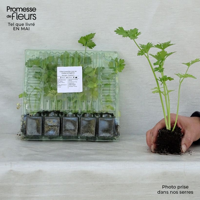 Spécimen de Céleri branche Lino en mottes potagères Motte 4 cm x 4,5 cm tel que livré au printemps