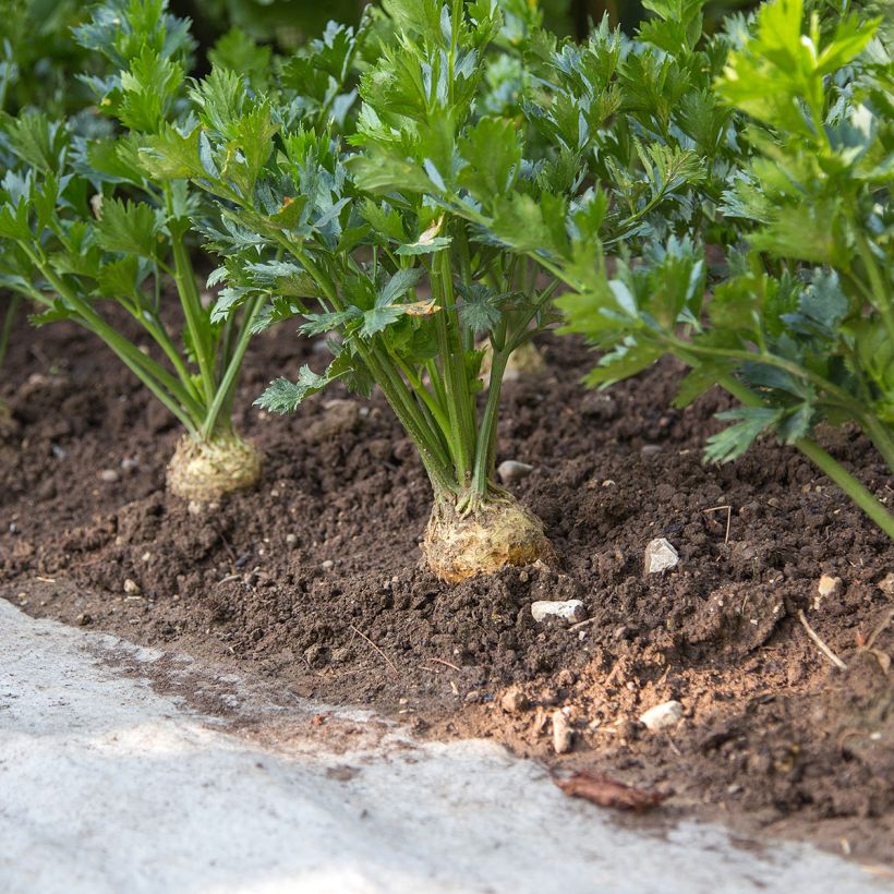 Céleri rave Monarch - Apium graveolens (Port)