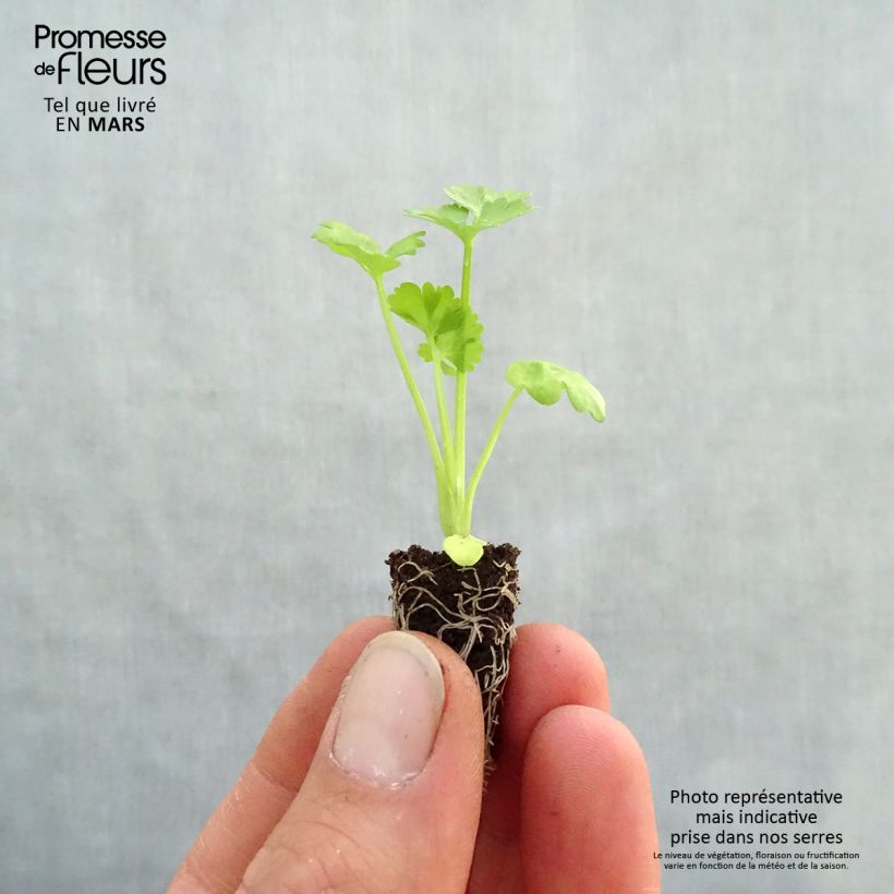 Spécimen de Céleri rave Monarch BIO en mini-mottes Mini-motte Ø 1,5/2,5 cm tel que livré au printemps