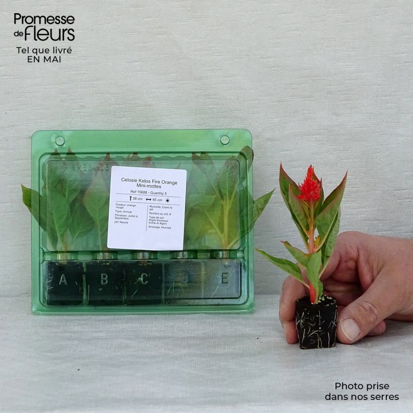 Spécimen de Celosie Kelos Fire Orange Mini-mottes Mini-motte Ø 3/4 cm tel que livré au printemps