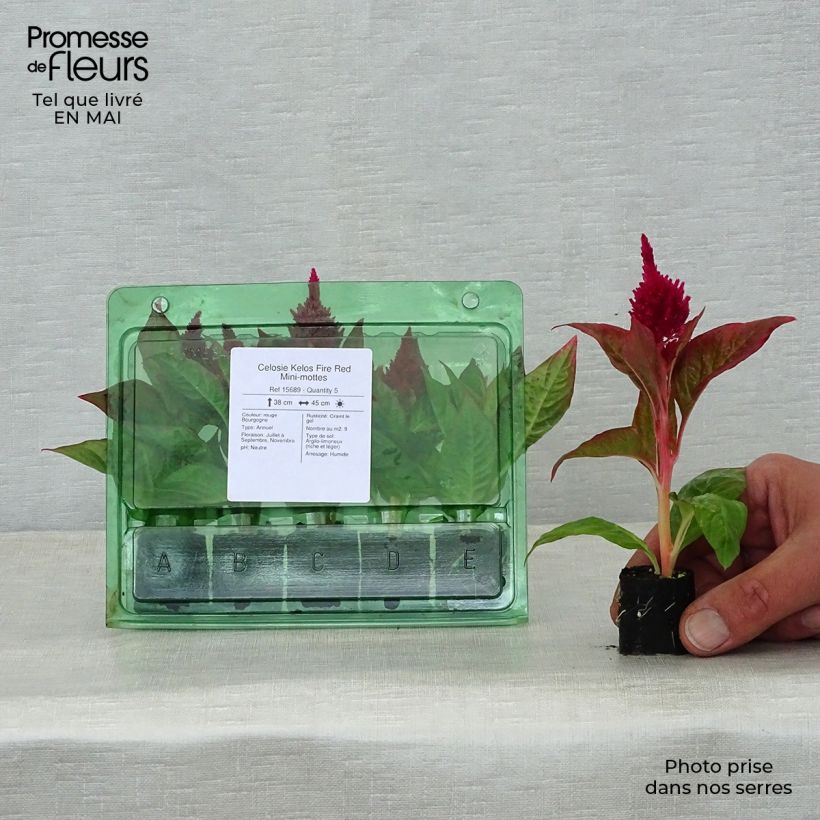 Spécimen de Celosie Kelos Fire Red Mini-mottes Mini-motte Ø 3/4 cm tel que livré au printemps