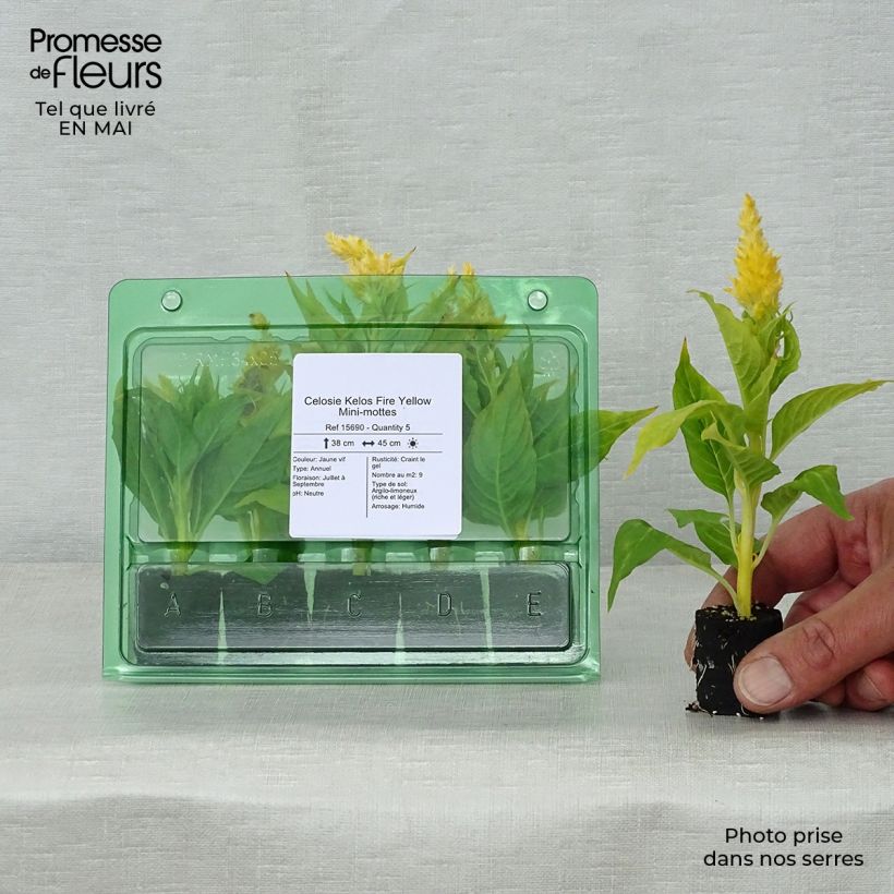 Spécimen de Celosie Kelos Fire Yellow Mini-mottes Mini-motte Ø 3/4 cm tel que livré au printemps