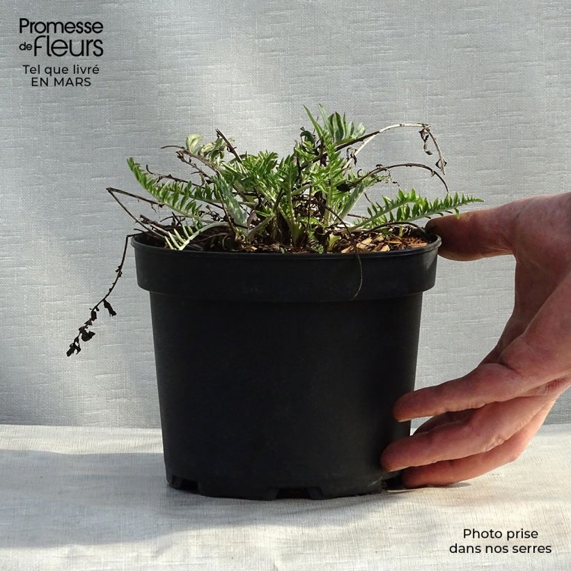 Spécimen de Centaurea atropurpurea - Centaurée pourpre Godet de 8/9 cm tel que livré au printemps