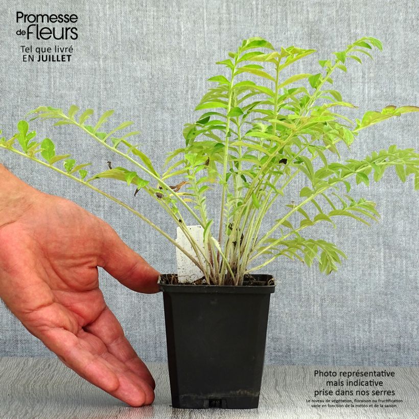 Spécimen de Centaurea dealbata - Centaurée de Perse Godet de 8/9 cm tel que livré en été