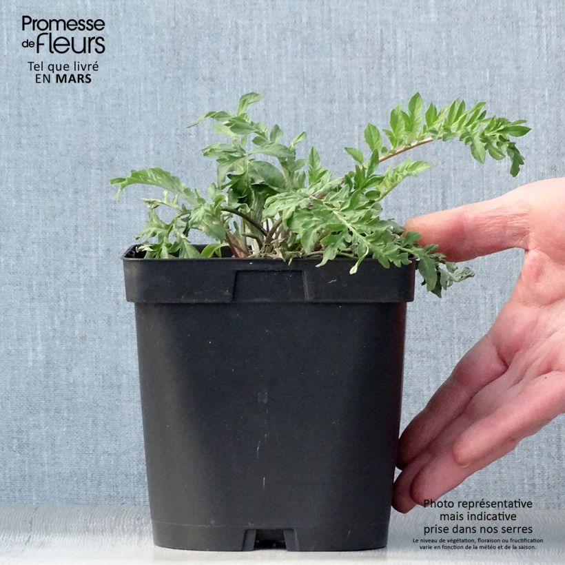 Spécimen de Centaurea dealbata - Centaurée de Perse Pot de 2L/3L tel que livré au printemps