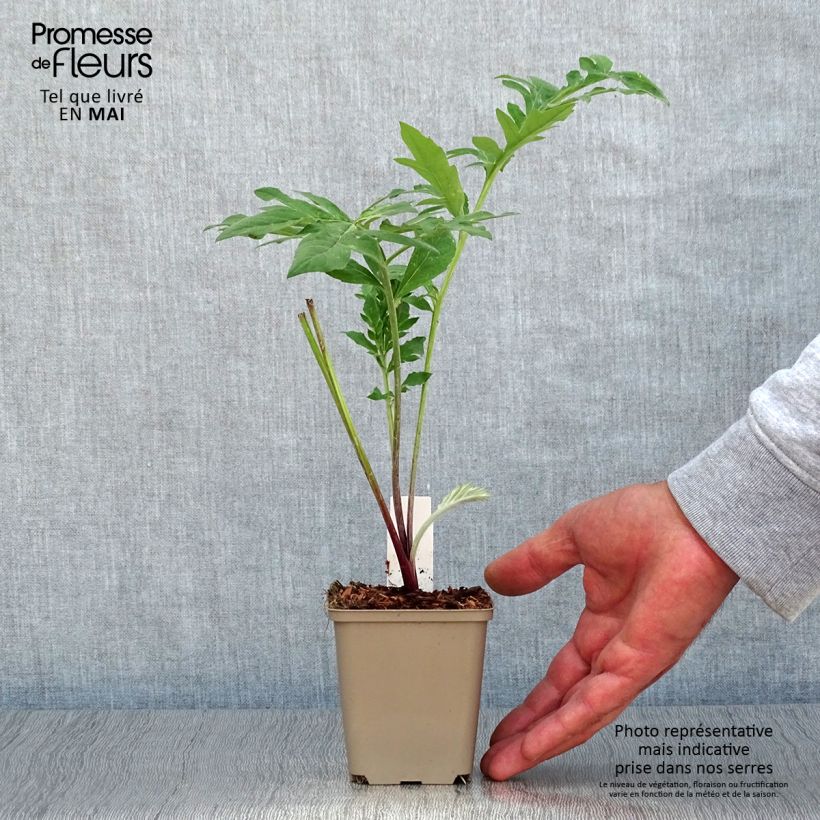 Spécimen de Centaurea dealbata Steenbergii - Centaurée de Perse Godet de 8/9 cm tel que livré au printemps