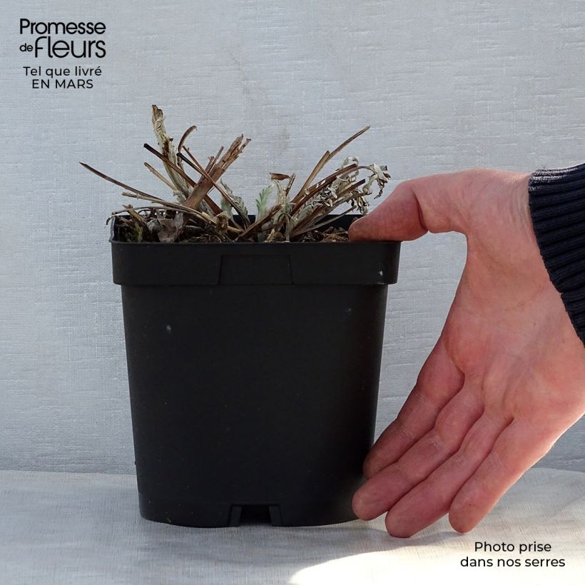 Spécimen de Centaurea dealbata Steenbergii - Centaurée de Perse Pot de 2L/3L tel que livré au printemps