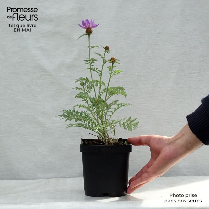 Spécimen de Centaurea dealbata - Centaurée de Perse Godet de 8/9 cm tel que livré au printemps