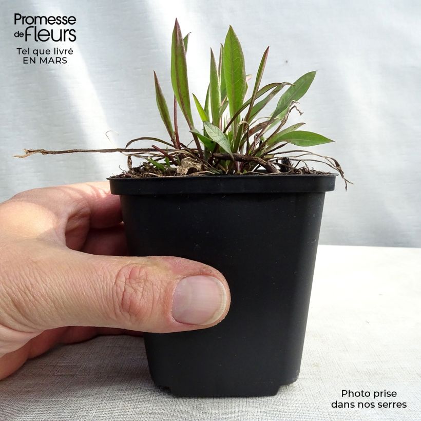 Spécimen de Centaurea jacea - Centaurée jacée Godet de 8/9 cm tel que livré au printemps